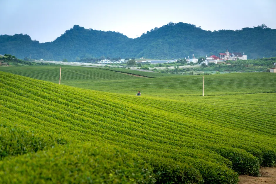 Where is your matcha sourced from?